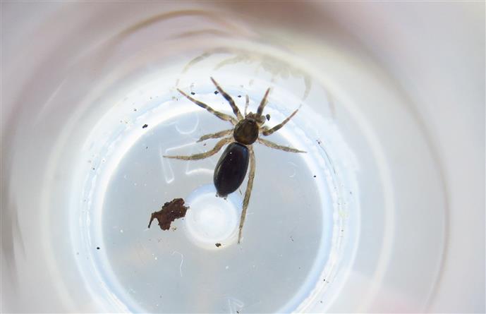 ID